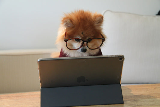 Hund mit Brille ließt Hundeblog